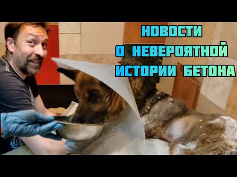 Видео: Новости от Бетона, спустя 16 дней после спасения. Верновцы - спасение животных.