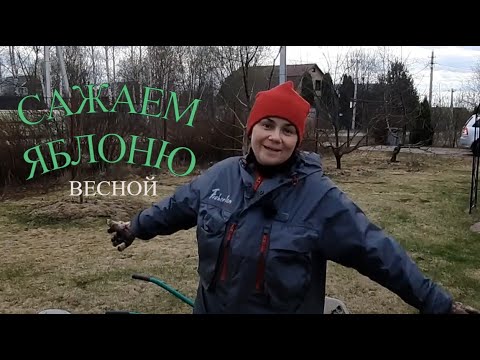 Видео: Весенняя посадка яблони