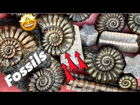 Видео: Сюрпризы для охотников за окаменелостями в Лайм-Реджисе‼️💫#fossilhunt#jurassiccoast#rockhounding