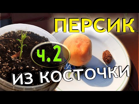 Видео: Как вырастить персик из косточки Часть-2. Как прорастить косточку персика в домашних условиях...