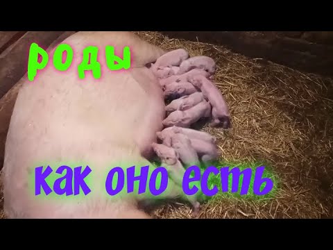 Видео: Опорос свиноматки/и не только
