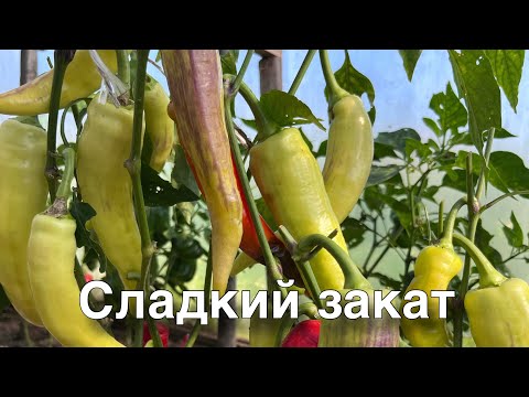 Видео: Урожайный перец в сезоне 2025.