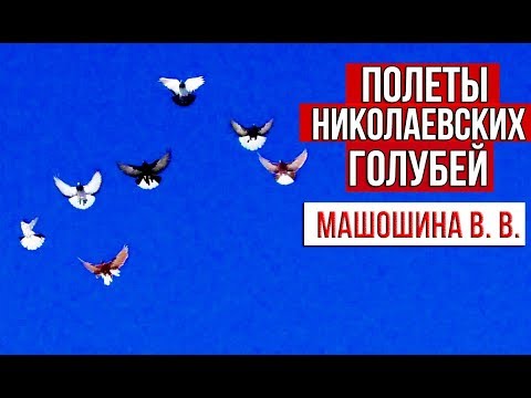 Видео: Полеты Николаевских голубей у Машошина В. В. | 2020 HD