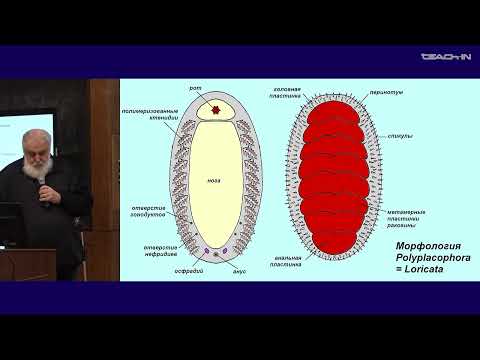 Видео: Малахов В.В. -Зоология беспозвоночных - 13. Тип Моллюски (Mollusca): различные классы
