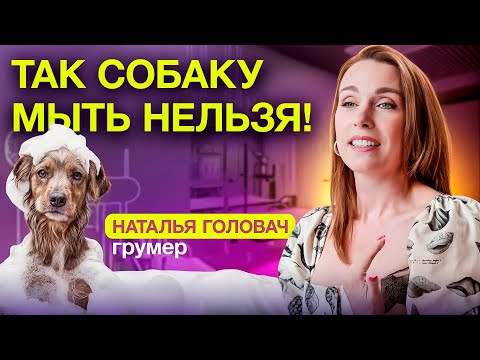 Видео: СПРАШИВАЕМ У: грумера Натальи Головач. ЭТО НЕЛЬЗЯ ДЕЛАТЬ с собакой!  Ошибки, которые портят шерсть!