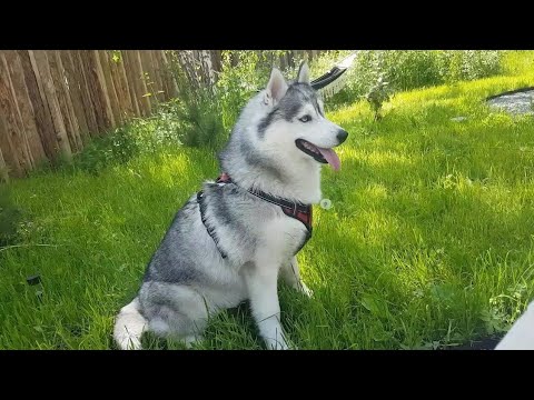 Видео: Глэмпинг"Лепота"🐺🐾🌲 #huskyidel#сибирскийхаски#челябинск #завидово