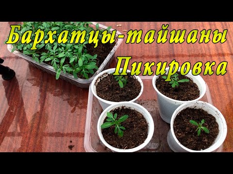 Видео: Бархатцы-тайшаны. Пикировка в новый объем