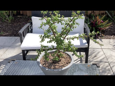 Видео: Как обрезать и размножить портулакарий африканский (Portulacaria afra)