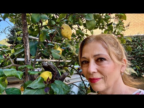 Видео: Пролетни грижи за ЛИМОН В САКСИЯ