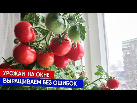 Видео: Урожай  на окне - выращиваем без ошибок