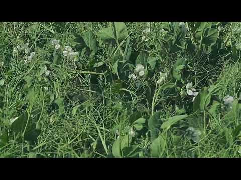 Видео: Горох "с" и" без". No - till 14.05.2023