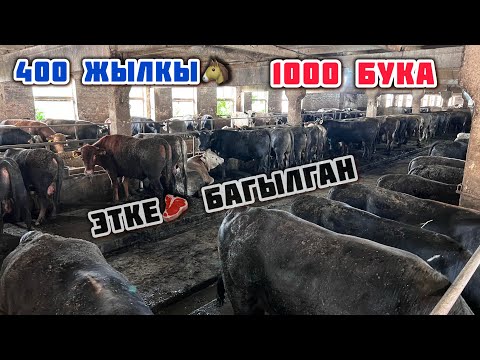 Видео: Бул фермада 400 ЖЫЛКЫ, 1000 БУКА багылып ЭТКЕ🥩 даяр. Семиз ЖЫЛКЫ менен БУКА издегендерге