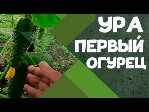 Видео: Капельный палив и не только. Обзор. Советы.