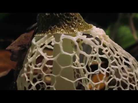 Видео: Покров этно - Дорога (Люди люди)