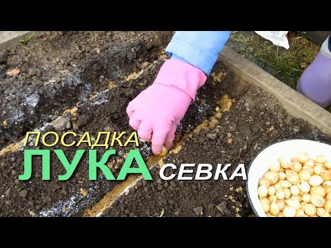 Видео: Посадка ЛУКА СЕВКА на репку ОСЕНЬЮ! Советы от ЗЕЛЕНОГО ОГОРОДА!