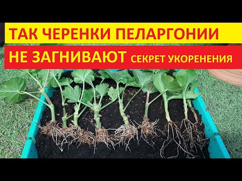 Видео: Герань (Пеларгония) размножаю проверенным способом результат Вас удивит