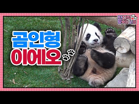Видео: (SUB) Малыши панды получают много любви от мамы🐼│Мир панд