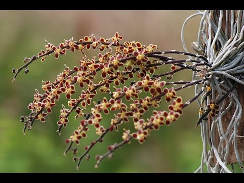 Видео: 🥀 Хилошиста (Chiloschista) погибла :(((((( 🥀