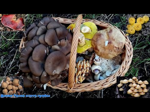 Видео: Синеножка, фламмулина фенны, жёлтые боровики, говорушка подогнутая и много других грибов