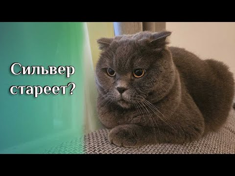 Видео: Сильвер стареет? / Смешные животные / Британский кот / Поведение и характер британцев