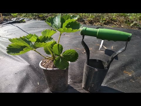 Видео: СУПЕР СПОСОБ ПОСАДКИ КЛУБНИКИ на агроволокно