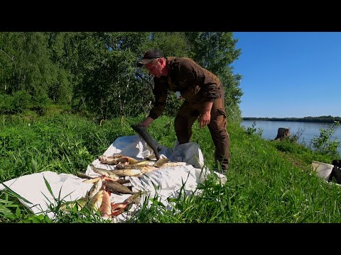 Видео: ВОТ ЭТО ПОПЁРЛО! Не ОЖИДАЛ ТАКОГО! РЫБАЛКА на РЕЗИНКИ ЛЕТОМ  КЛЁВ ПОШЁЛ!