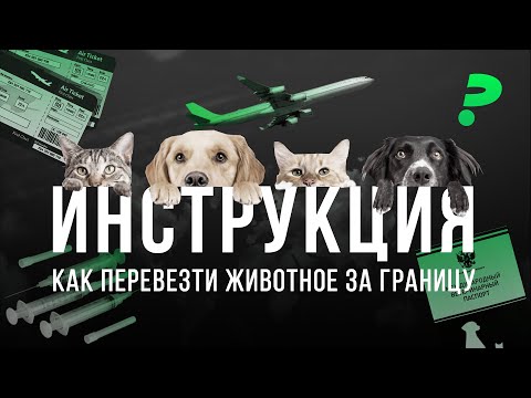 Видео: Инструкция: как перевести домашнее животное за границу