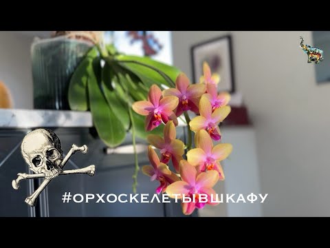 Видео: #орхоскелетывшкафу НОВЫЙ ПРОЕКТ ОРХОБЛОГЕРОВ 🙈😱😎 #phal #orchidflower #орхоскелеты