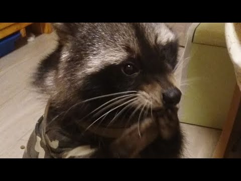 Видео: Звідки запах?