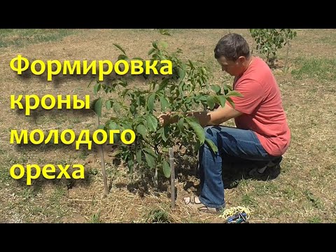 Видео: Формировка кроны молодого ореха