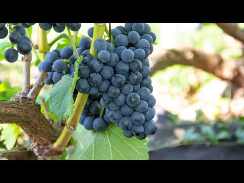 Видео: Самые сладкие винные сорта винограда