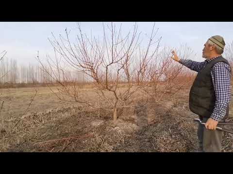 Видео: Жазгы шабдалы кесуу //Весенняя обрезка персика