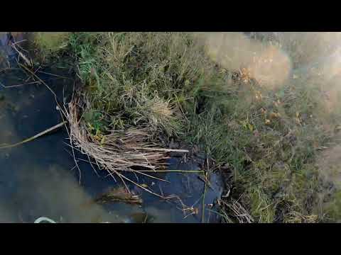 Видео: Увлекательнейшая экскурсия с кастинговой сеткой с большим кольцом, удалась!🤣🤣🤣🤣🤣 Кусочек лета, наш!!