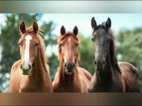 Видео: А ты стоишь на том берегу