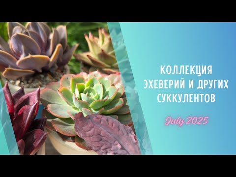 Видео: Моя коллекция растений #4🌱Эхеверии и другие суккуленты ▪️ Июль 2025