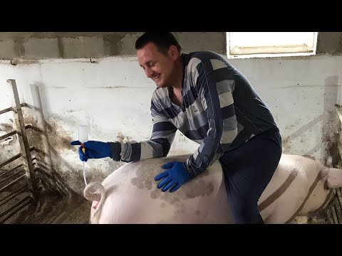 Видео: Осеменение в Домашних условиях/Ремка Нона