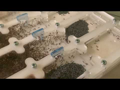Видео: Переселение Соленопсис гемината  Solenopsis geminata на вольные хлеба в новый формикарий