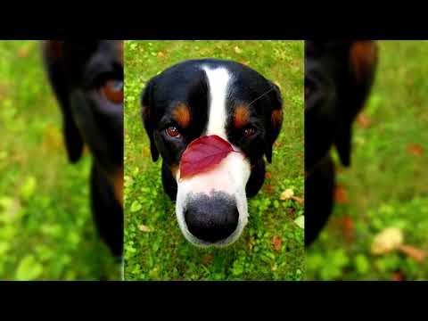 Видео: Большой швейцарский зенненхунд. Плюсы и минусы, Цена, Как выбрать, Факты, Уход, История