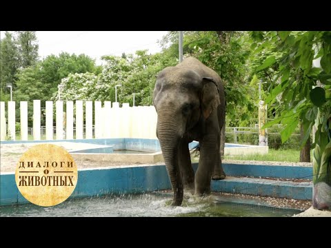 Видео: Зоопарк Ростова-на-Дону. 9 серия / Диалоги о животных