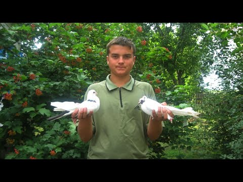 Видео: ИГРА - БОЙ - ТРЕСК моих БАКИНСКИХ ГОЛУБЕЙ! Это молодежь 2023