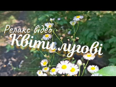 Видео: Релакс відео. Квіти лугові./Relaxing video. Meadow flowers.
