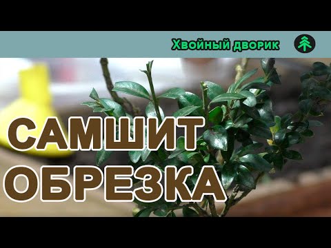 Видео: Фигурная обрезка самшита под бонсай,как я с формировал самшит,вечнозелёный кустарник-САМШИТ!