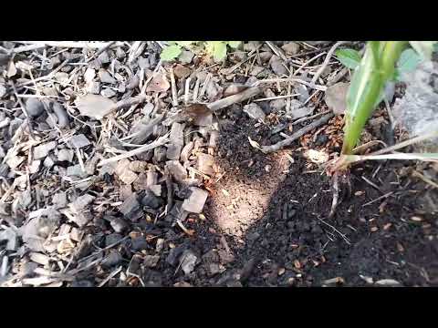 Видео: От чего зависит урожай. Главное для урожая