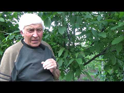Видео: Опрыскивание акарицидом орехового сада. Июнь 2021