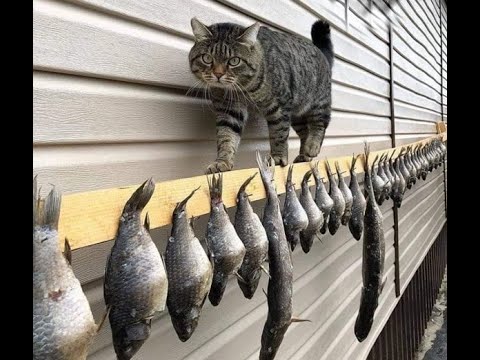 Видео: 😺 Нахальные коты! 🐈 Самое смешное видео с котами и котятами для хорошего настроения! 😺