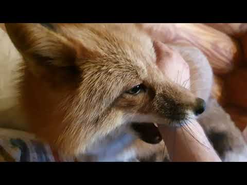 Видео: Алиса - лиса. Все еще на диване