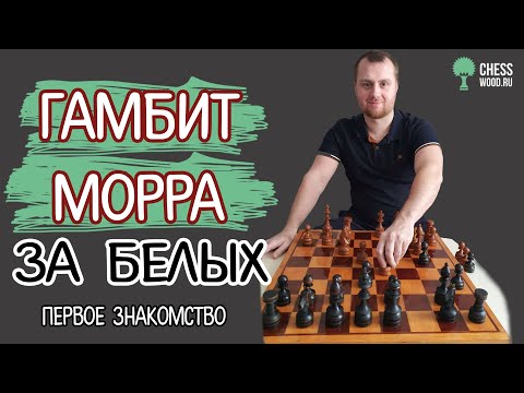 Видео: Гамбит Морра белыми. Первое знакомство