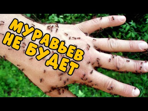 Видео: ИЗБАВЬТЕСЬ ОТ ОС И МУРАВЬЕВ ОДНИМ МАХОМ! ЗАБЫТЫЙ КОПЕЕЧНЫЙ РЕЦЕПТ ОТ ТАРАКАНОВ