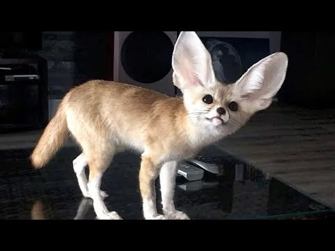 Видео: Какие звуки издает домашняя лиса фенек