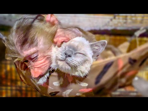 Видео: Как Степа, Бася и Маня БОРОЛИСЬ за ГАМАК и кто ПОБЕДИЛ???